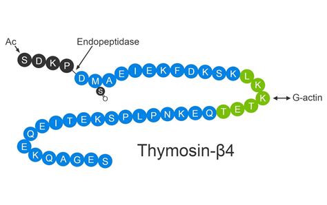 Thymosin beta 4 .